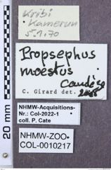 Etiketten zu Propsephus diversicollis (NHMW-ZOO-COL-0010217)